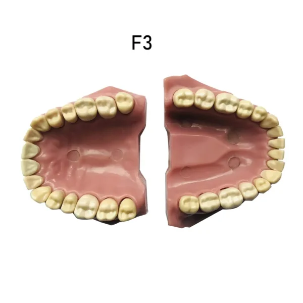 API Jaw Set with Typodonts - The Akdental.com